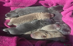 Chow Chow dogs for sale: Quality KC Chow Chow Puppies🏆 - Image 5
