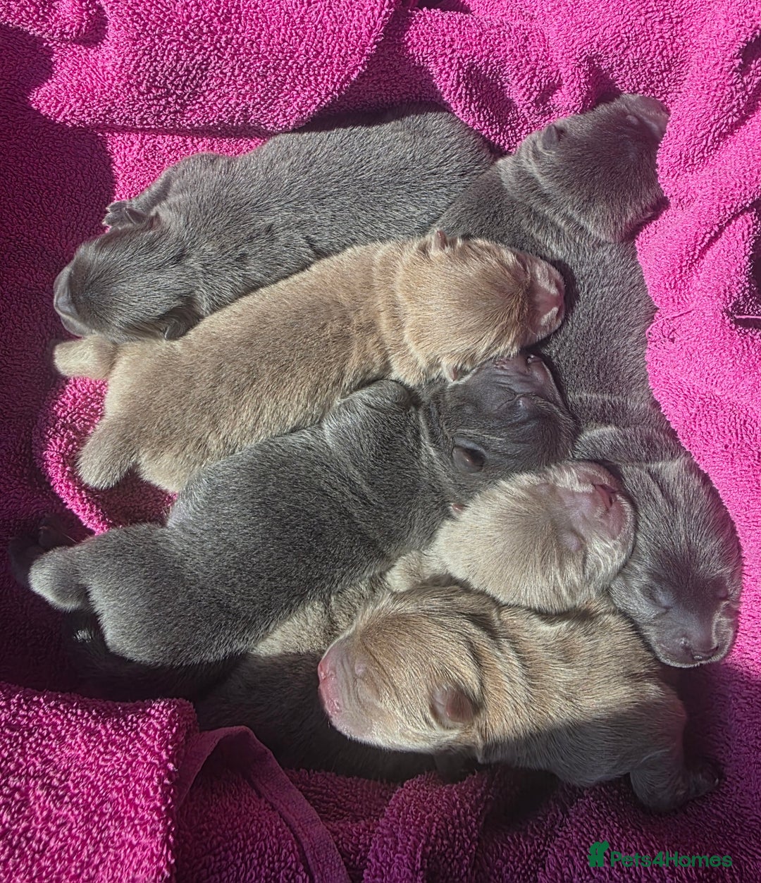 Chow Chow dogs for sale: Quality KC Chow Chow Puppies🏆 - Image 5