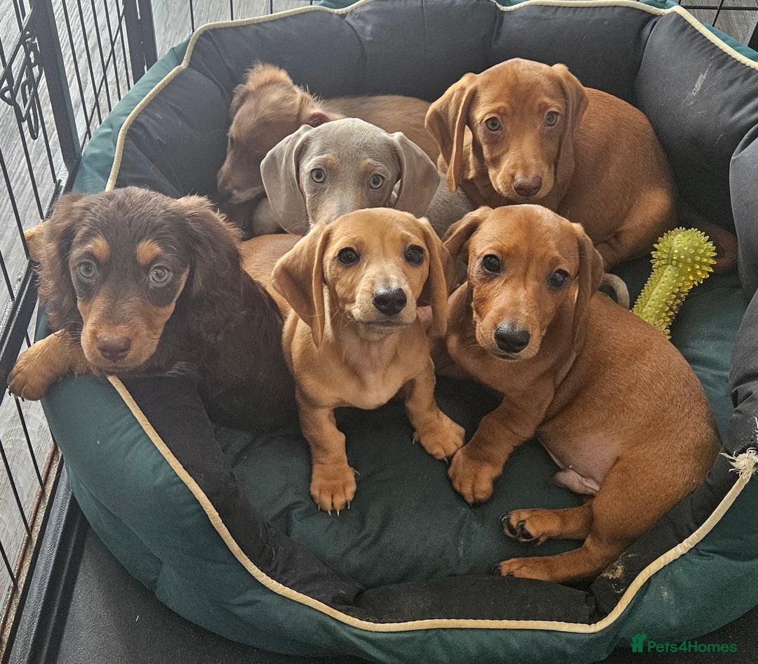 Miniature Dachshund dogs for sale: Miniture dachshund puppys  in Turriff - Image 1