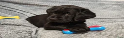 Labrador Retriever dogs for sale: Beautiful Labrador Puppies  - Advert 5