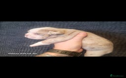 Olde English Bulldogge dogs for sale: Old English Bulldog Puppies - Image 40