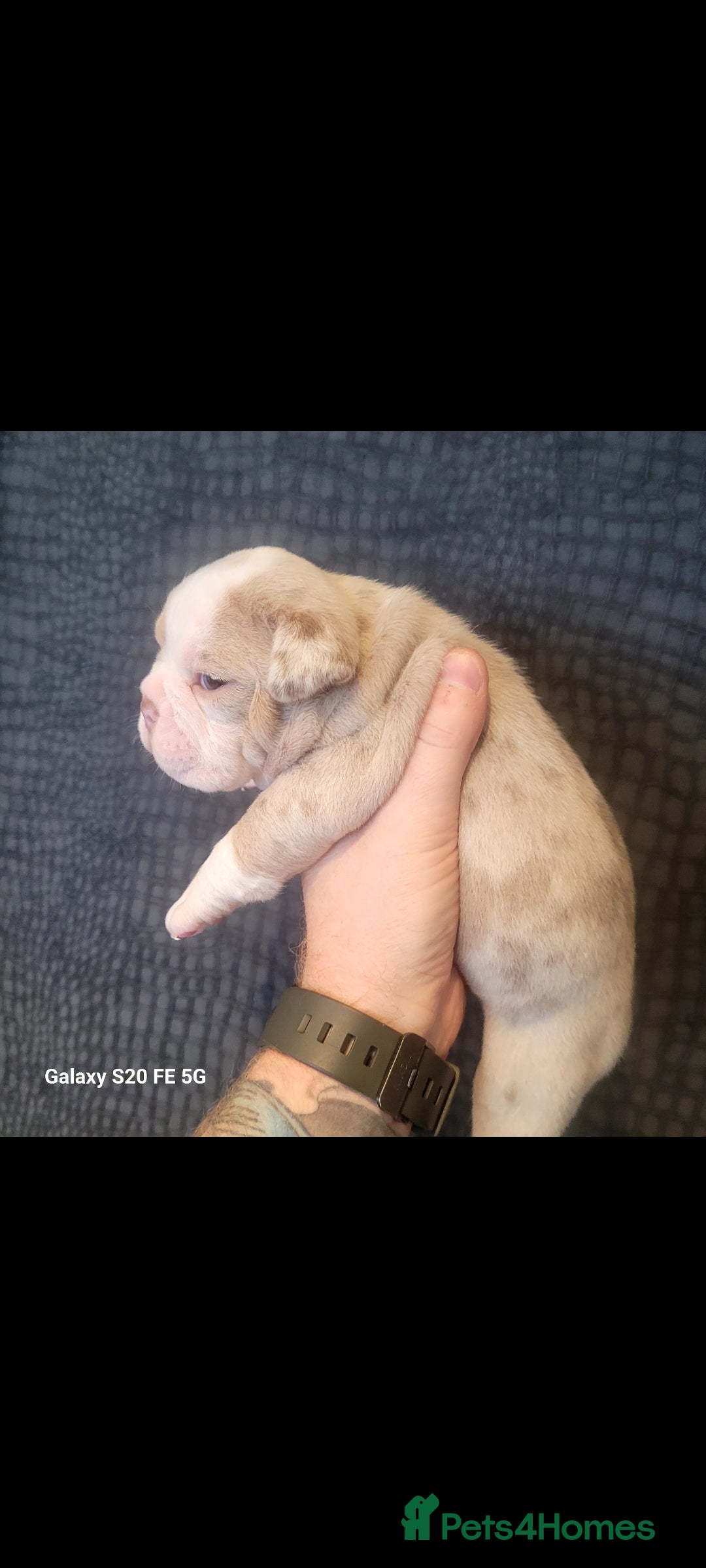 Olde English Bulldogge dogs for sale: Old English Bulldog Puppies - Image 40