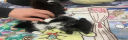 Mixed Breed cats for sale:  kittens 😸  - Advert 5