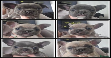 French Bulldog dogs - Advert 3