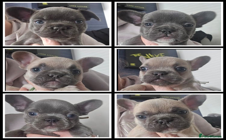 French Bulldog dogs - Advert 1