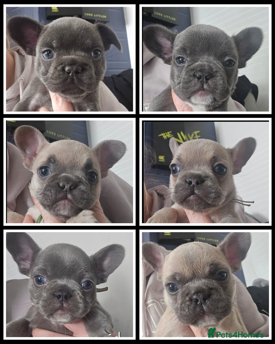 French Bulldog dogs for sale: Beautiful French bulldog puppies - Image 2
