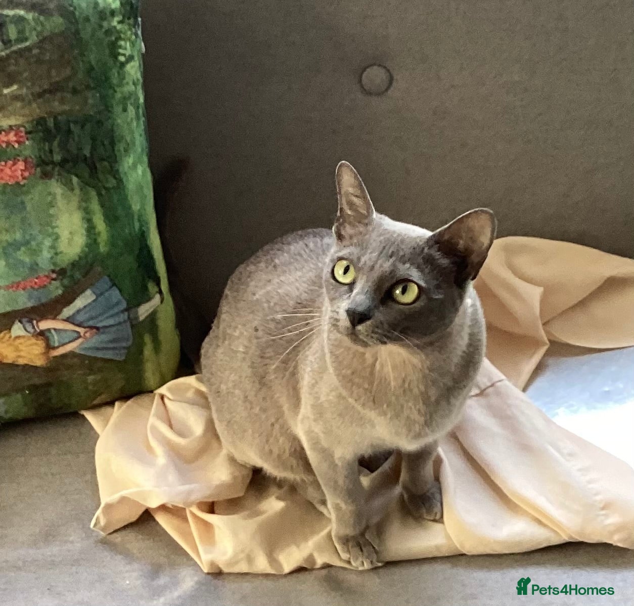 Burmese cats Burmese young Adult ex breeding queen - Advert 2