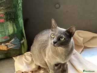 Burmese cats Burmese young Adult ex breeding queen - Advert 2