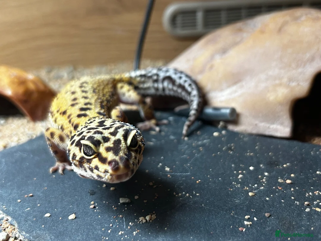 Gecko reptiles for sale: Leopard gecko and set up  - Advert 2