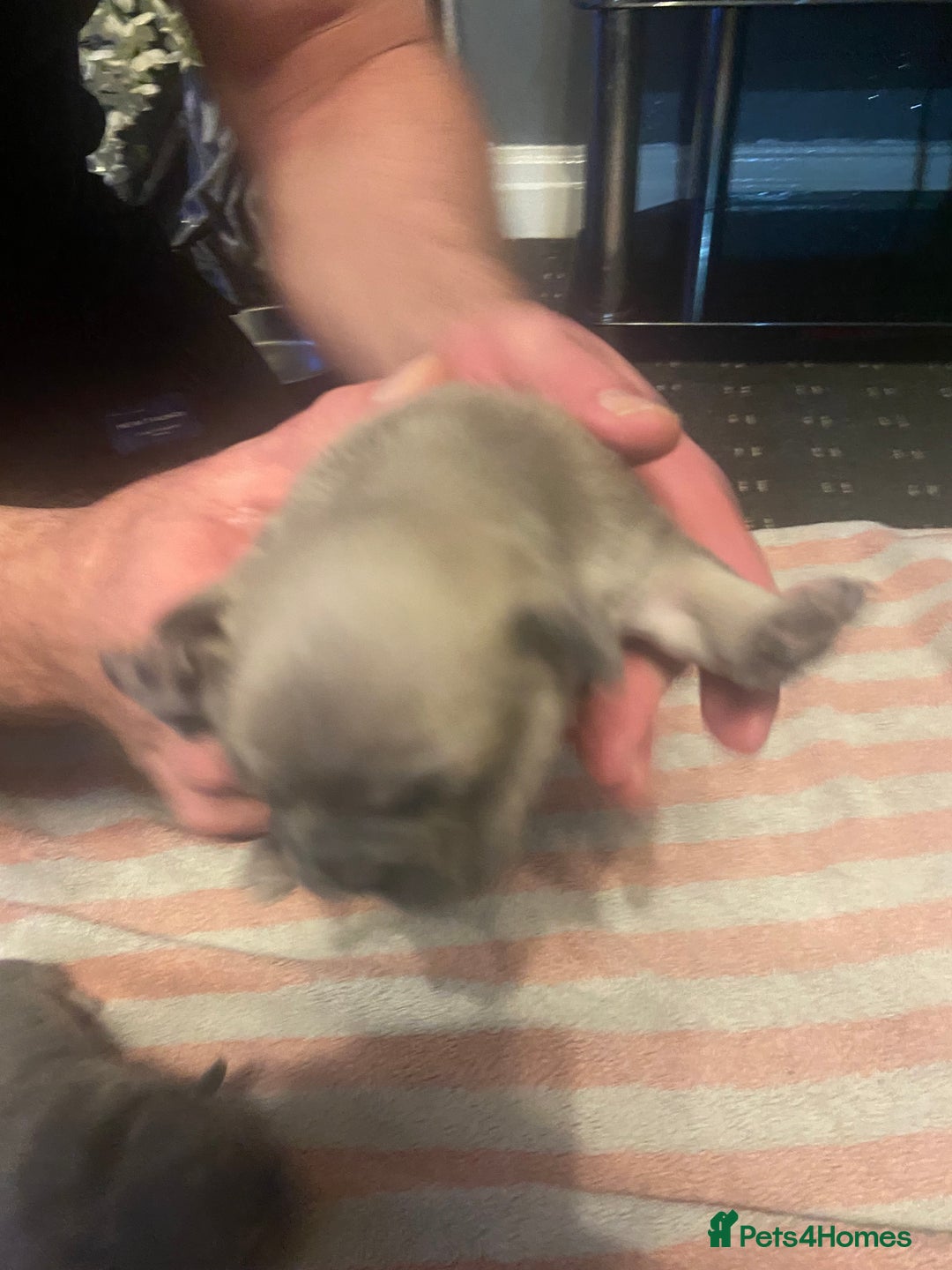 Mixed Breed dogs for sale: French bulldog/English bulldog - Advert 18