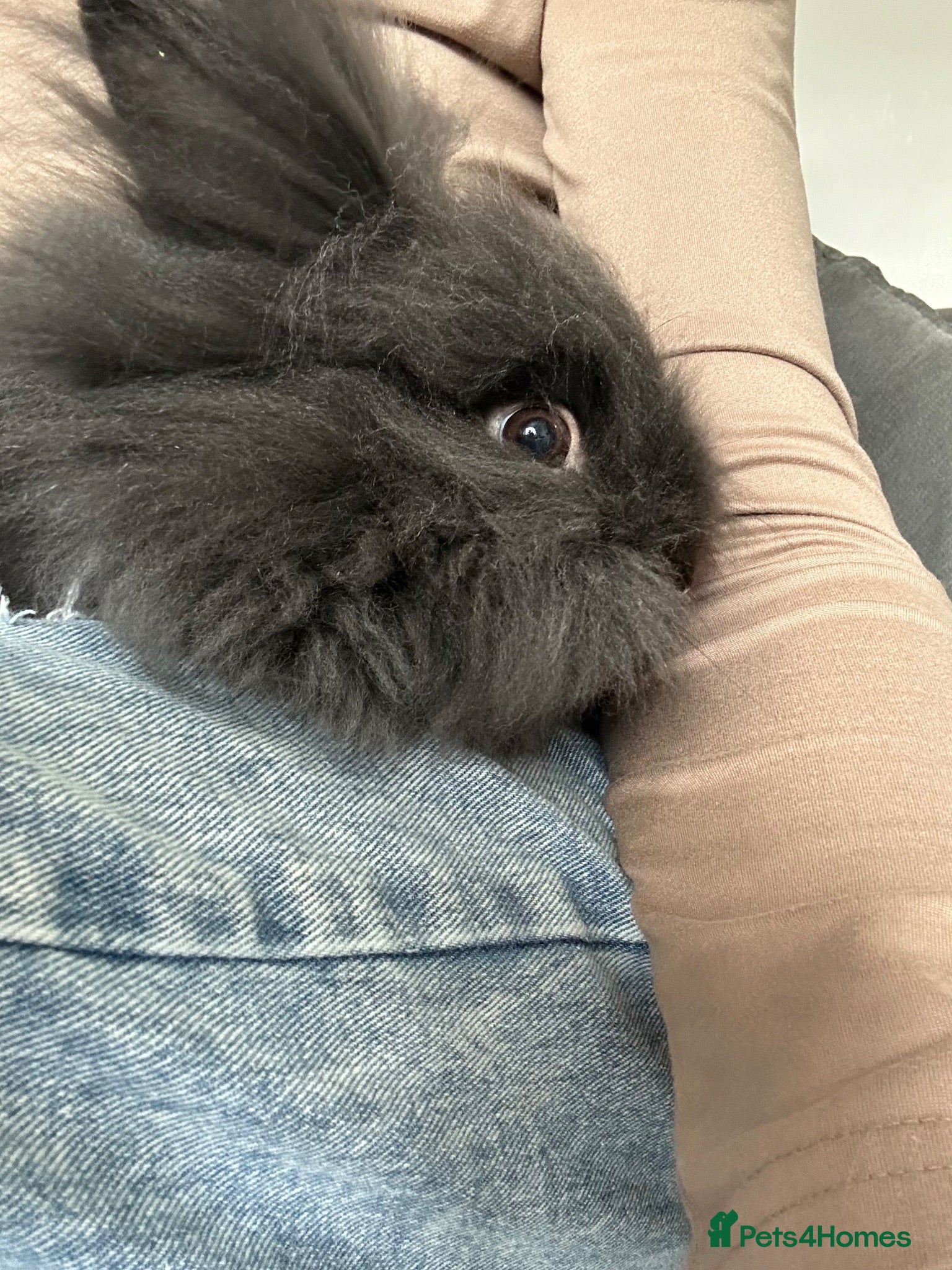 Lionhead rabbits Beautiful boy dusty  - Advert 2