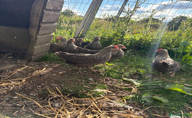 Chickens poultry - Advert 8