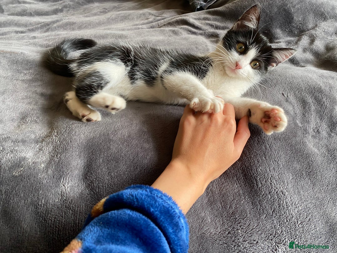 Mixed Breed cats for sale: Kittens  - Image 2