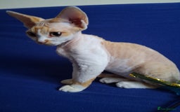 Devon Rex cats for sale: Adorable Devon Rex kittens for sale! - Image 4