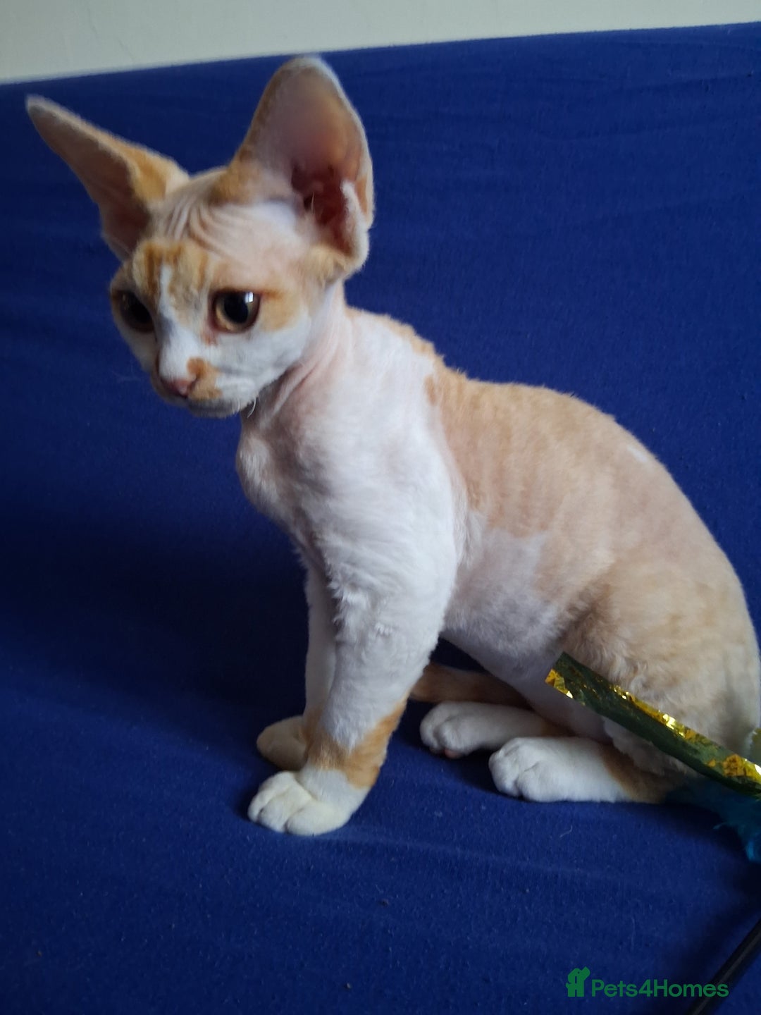 Devon Rex cats for sale: Adorable Devon Rex kittens for sale! - Image 4