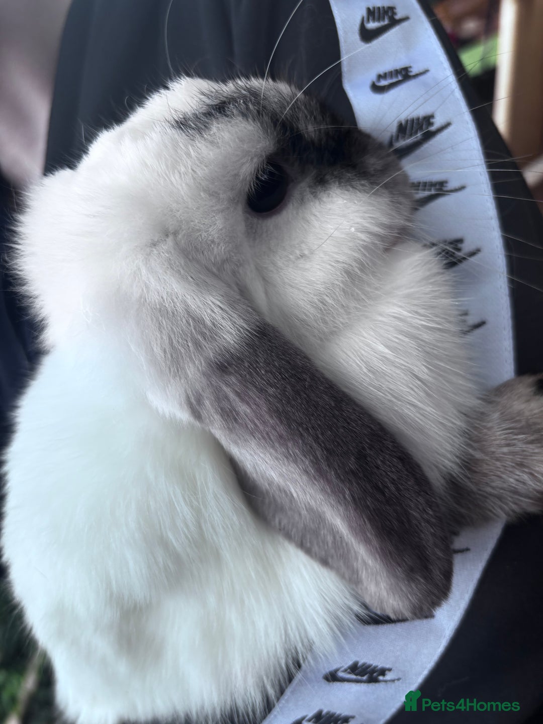 French Lop rabbits for sale: Rabbits to be sold together  - Image 3