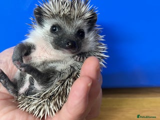 Pygmy Hedgehog rodents Stunning black/ albino assorted babies ready ! - Advert 6