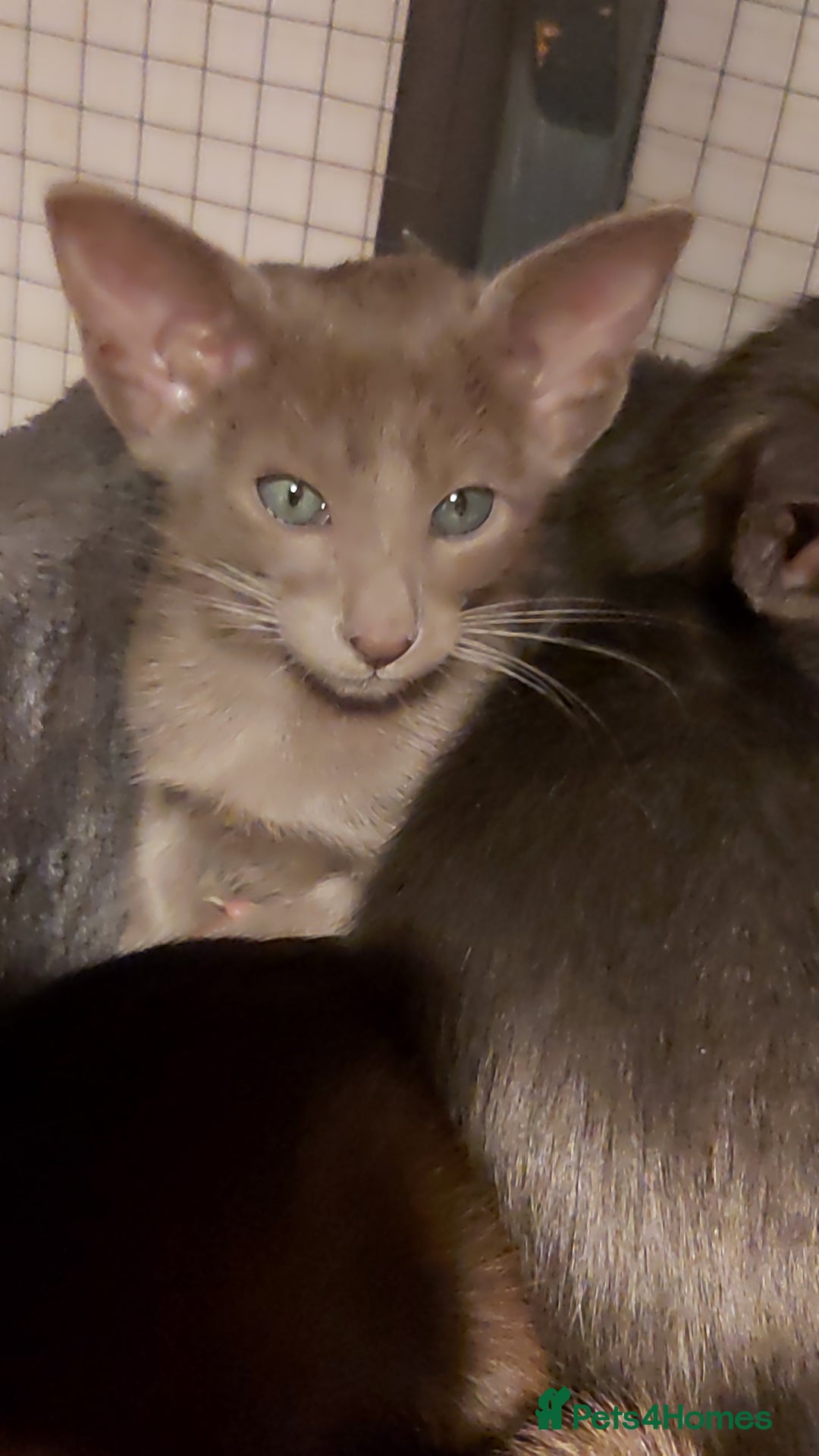 Oriental cats for sale: Full Pedigree Oriental 1 Kitten XL size ears GCCF - Advert 9