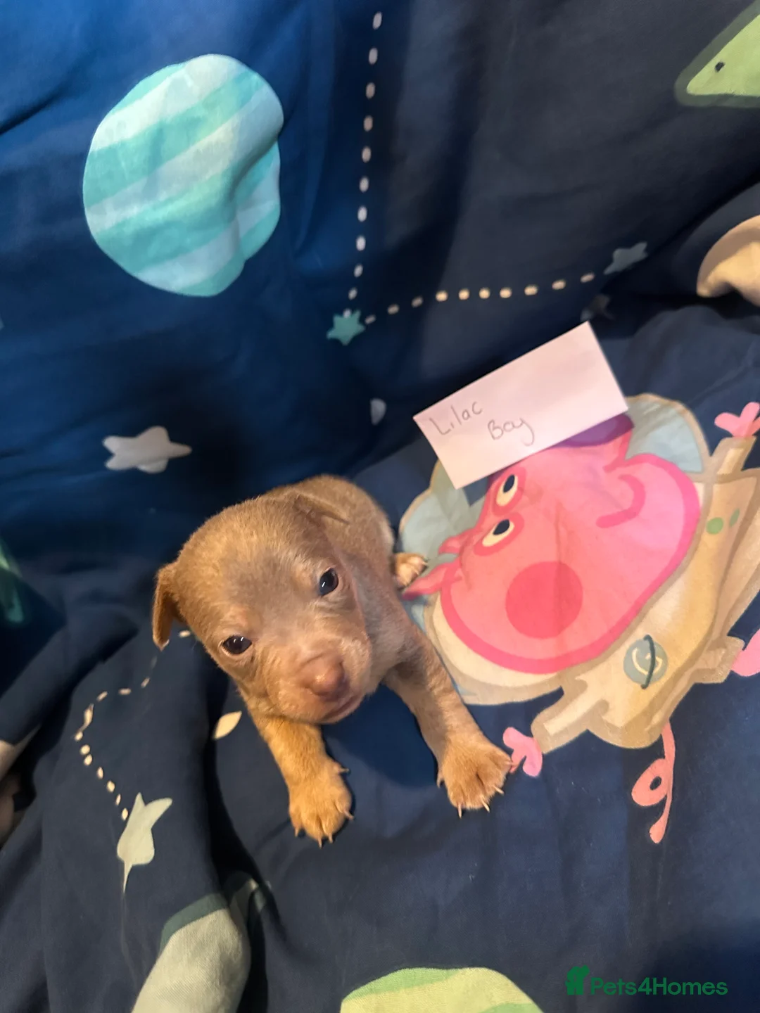 Jack Russell dogs for sale: Jack Russel puppies  - Advert 22