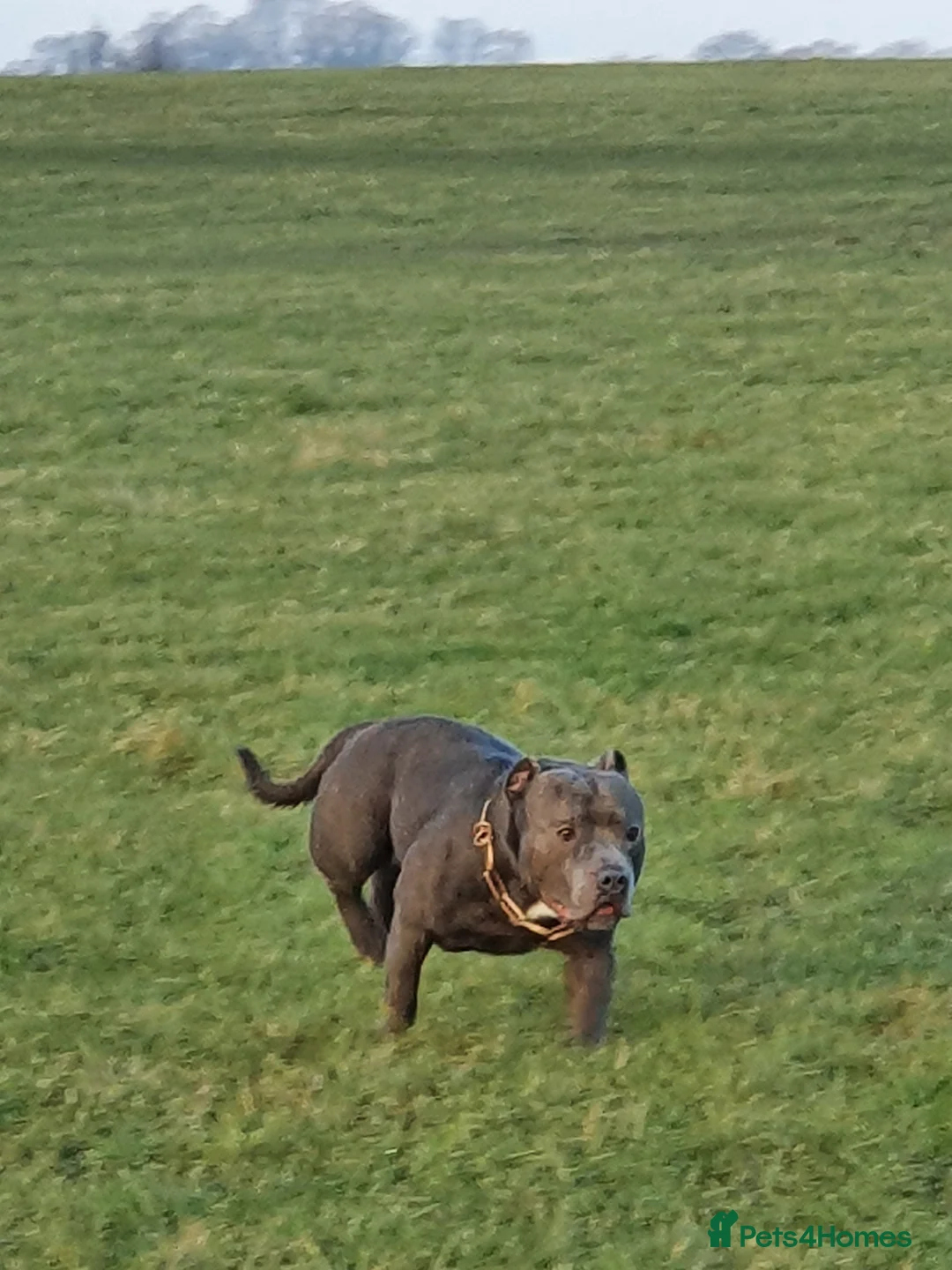 Staffordshire Bull Terrier dogs for stud: Stud for breeding in Ilkeston - Advert 15