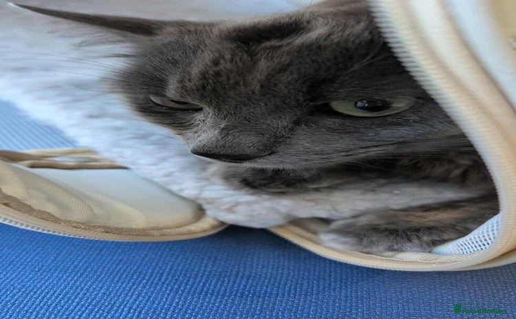 Nebelung cats - Advert 1