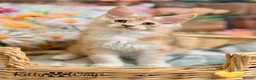 Maine Coon cats for sale: 🐾🦁 *TICA REG* GINGER MAINE COON KITTENS🦁🐾 - Advert 10