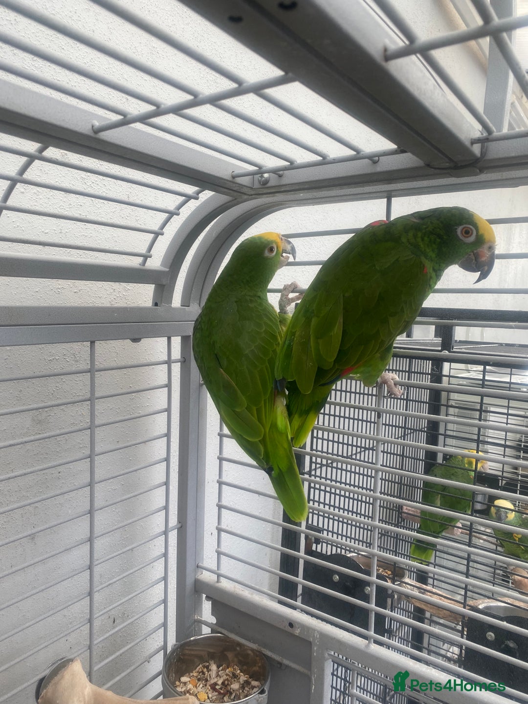 Parrots birds for sale: AMAZON YELLOW CROWNED PANAMA PROVEN PAIR - Image 5