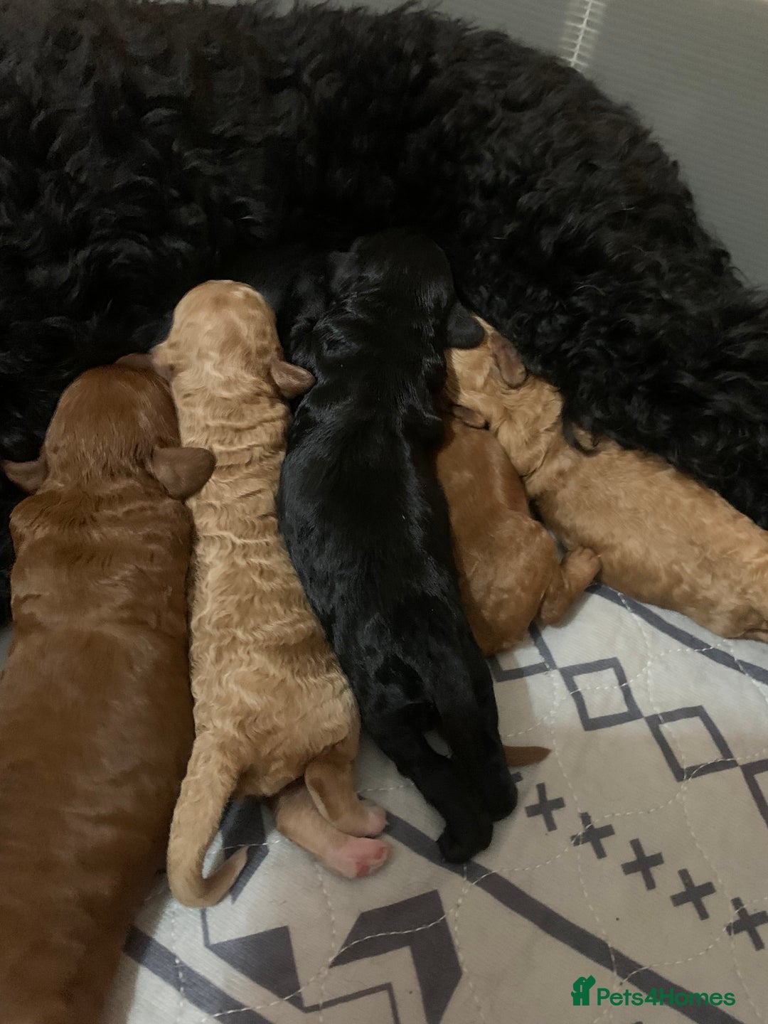 Cockapoo dogs for sale: 🐶F1B COCKAPOOS 5* HEALTHY CHECK🐶 - Image 10