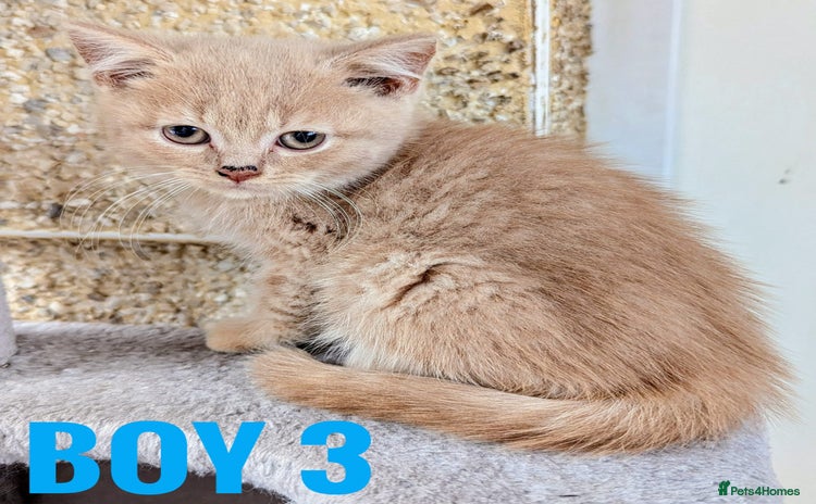 British Shorthair cats - Advert 14