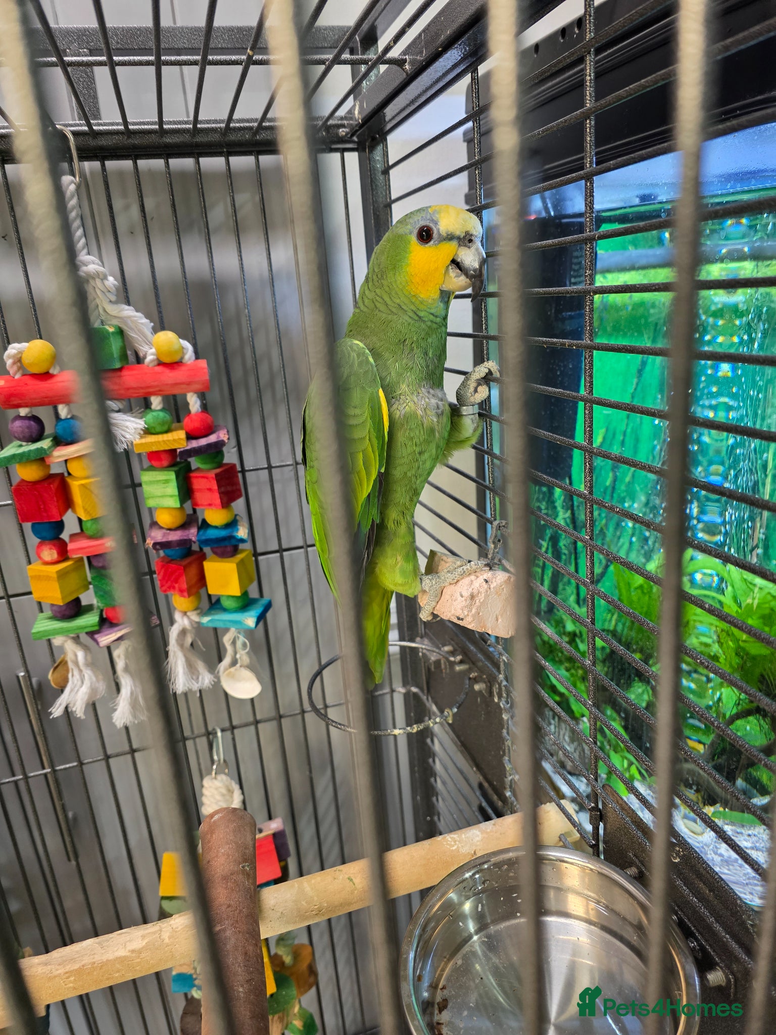 Parrots birds Amazon parrot for sale  - Advert 5