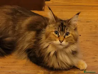 Maine Coon cats 5 georgous fluffy maincoon kittens for sale - Advert 14