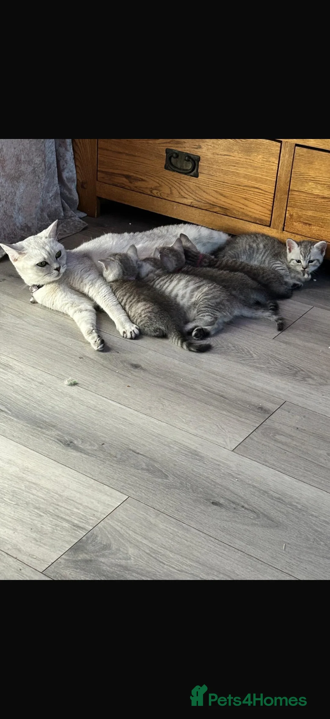 British Shorthair cats for sale: 5 weeks old BRITISH SHORTHAIR KITTENS - Advert 2