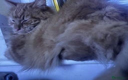 Maine Coon cats for sale: Ginger Maine Coon cross male - Image 2