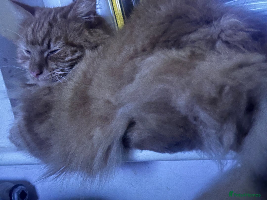 Maine Coon cats for sale: Ginger Maine Coon cross male - Image 2