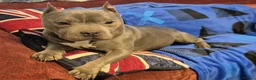 American Bulldog dogs for sale: American Bulldog For Rehoming in Evesham - Advert 2