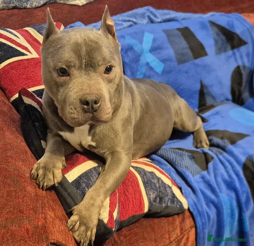 American Bulldog dogs for sale: American Bulldog For Rehoming in Evesham - Advert 2