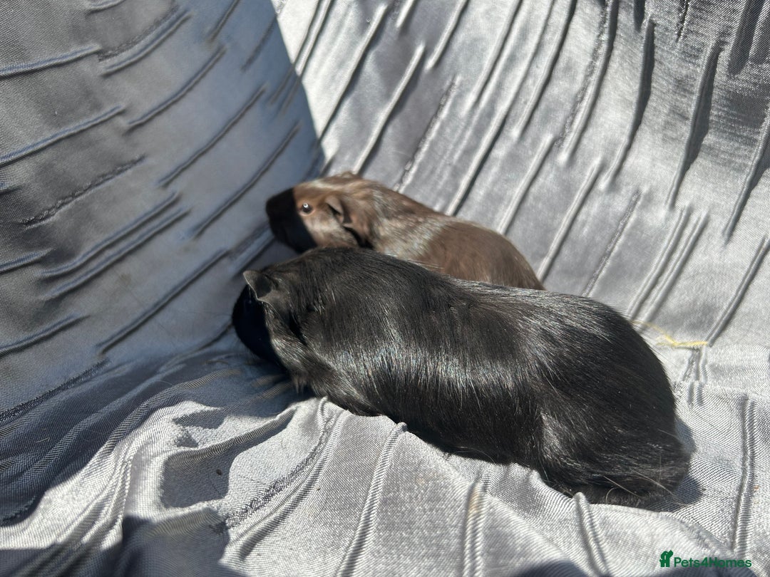 Guinea Pig rodents for sale: Baby boars  - Image 7