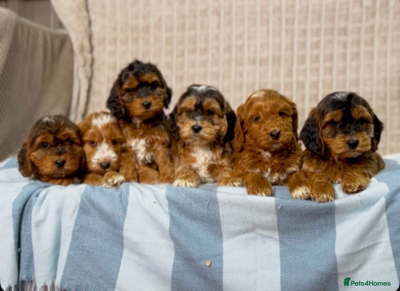 Cockapoo dogs Stunning Cockapoo puppies  in Bristol - Advert 14
