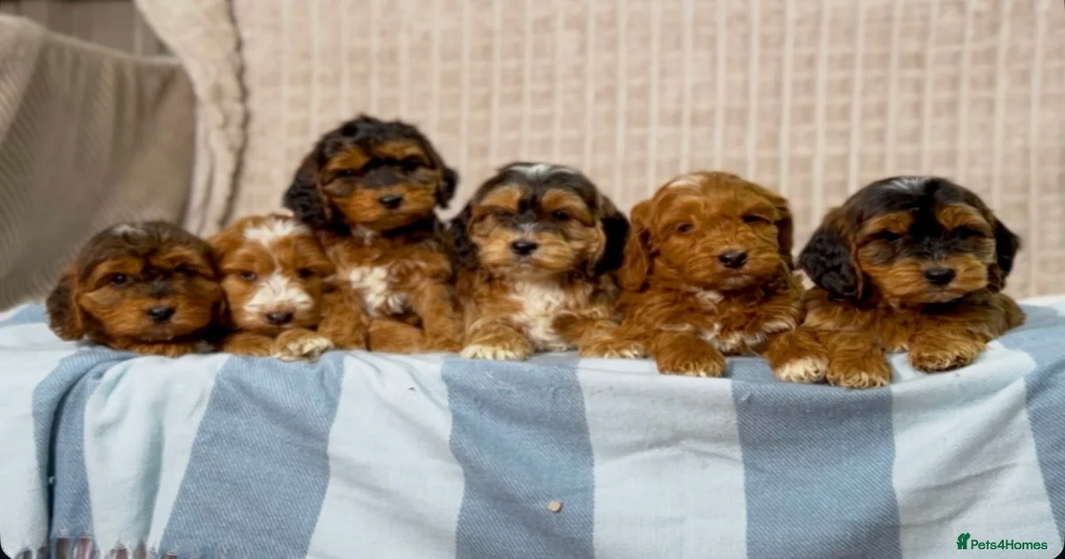 Stunning Cockapoo puppies for sale in Bristol | Pets4Homes