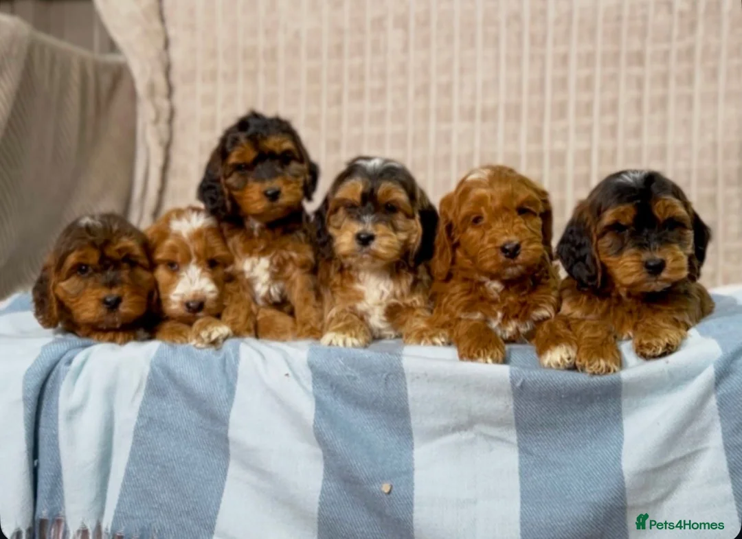 Cockapoo dogs for sale: Stunning Cockapoo puppies  in Bristol - Advert 1