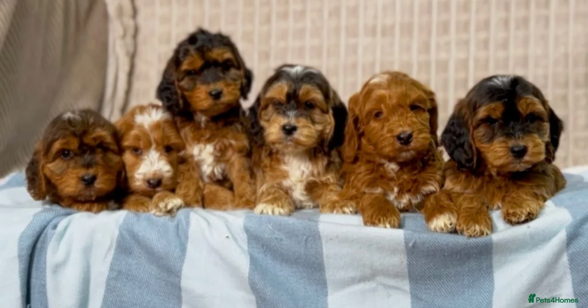Stunning Cockapoo puppies for sale in Bristol | Pets4Homes
