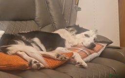 Border Collie dogs for sale: 2 X male border collie pups for sale - Image 14