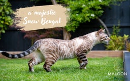 Bengal cats for sale: Dune- Stunning Bengal Boy- TICA with champion line - Image 13