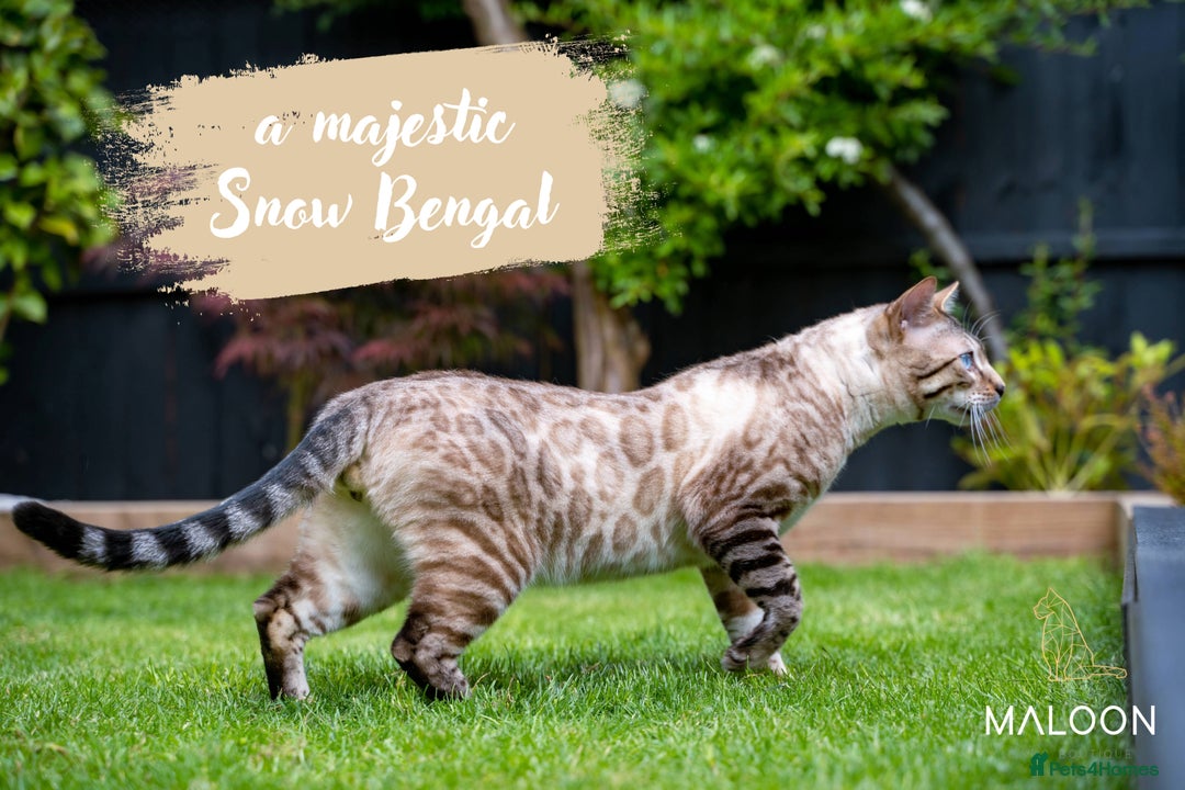 Bengal cats for sale: Dune- Stunning Bengal Boy- TICA with champion line - Image 13