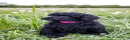 Standard Poodle dogs for sale: The Magnificent Seven Standard Poodle Puppies - Advert 5