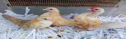 Chickens poultry for sale: Seramas Available Cockerels and Pullets in Burntwood - Advert 3
