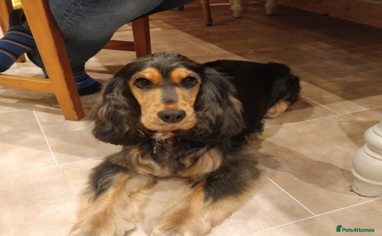 Cocker Spaniel dogs - Advert 2