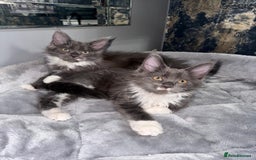 Maine Coon cats for sale: Stunning Maine Coon Girl Kittens Ready Now  - Image 4