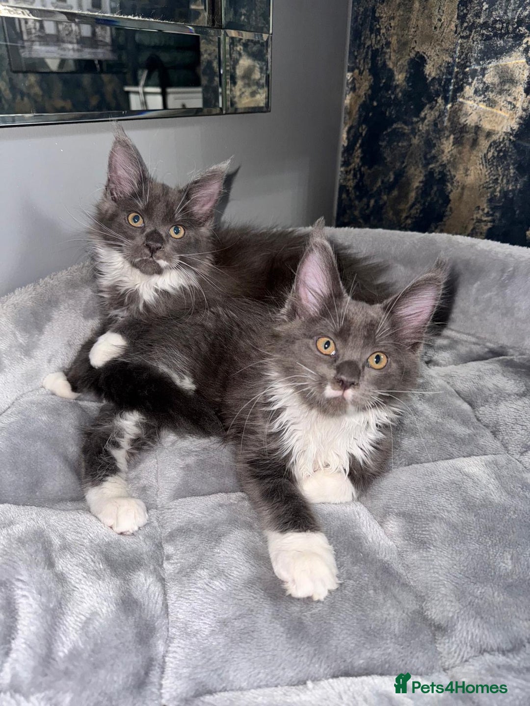 Maine Coon cats for sale: Stunning Maine Coon Girl Kittens Ready Now  - Image 4