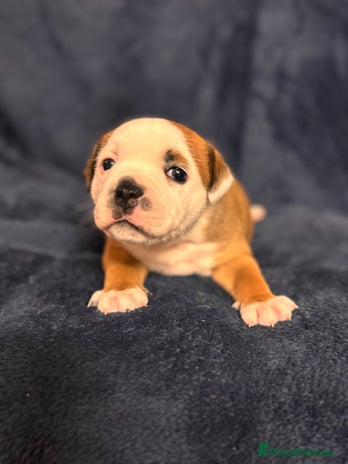 Staffordshire Bull Terrier dogs - Advert 3